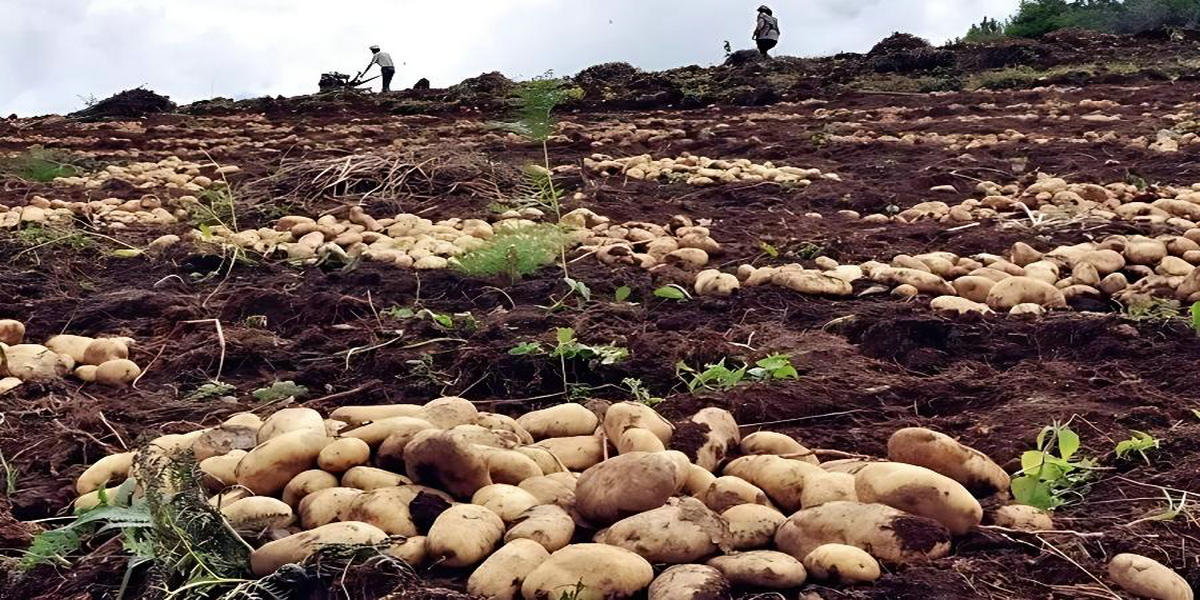 土豆（马铃薯）冷藏保鲜库监控案例