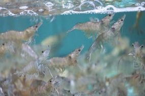 鲜活水产品运输箱实时监控解决方案