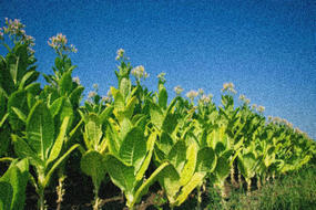 烟叶仓库温湿度监控解决方案